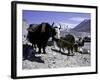 Yaks at the Base Camp of the Everest North Side, Tibet-Michael Brown-Framed Photographic Print