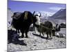 Yaks at the Base Camp of the Everest North Side, Tibet-Michael Brown-Mounted Photographic Print