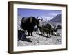 Yaks at the Base Camp of the Everest North Side, Tibet-Michael Brown-Framed Photographic Print