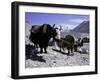 Yaks at the Base Camp of the Everest North Side, Tibet-Michael Brown-Framed Photographic Print