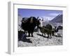 Yaks at the Base Camp of the Everest North Side, Tibet-Michael Brown-Framed Photographic Print