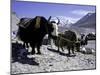 Yaks at the Base Camp of the Everest North Side, Tibet-Michael Brown-Mounted Photographic Print