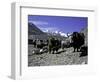 Yaks at the Base Camp of the Everest North Side, Tibet-Michael Brown-Framed Photographic Print