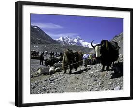 Yaks at the Base Camp of the Everest North Side, Tibet-Michael Brown-Framed Photographic Print