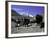 Yaks at the Base Camp of the Everest North Side, Tibet-Michael Brown-Framed Photographic Print