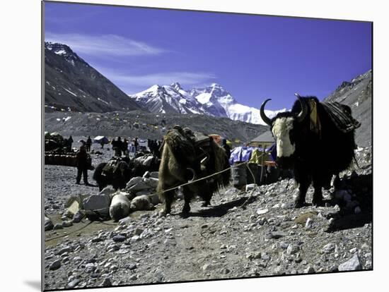 Yaks at the Base Camp of the Everest North Side, Tibet-Michael Brown-Mounted Photographic Print