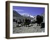 Yaks at the Base Camp of the Everest North Side, Tibet-Michael Brown-Framed Photographic Print