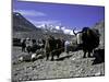 Yaks at the Base Camp of the Everest North Side, Tibet-Michael Brown-Mounted Photographic Print