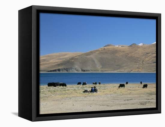 Yaks Graze by Yamdrok Lake Beside Old Lhasa-Shigatse Road, Tibet, China-Tony Waltham-Framed Stretched Canvas