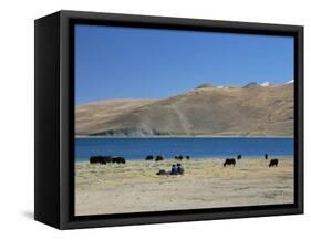 Yaks Graze by Yamdrok Lake Beside Old Lhasa-Shigatse Road, Tibet, China-Tony Waltham-Framed Stretched Canvas