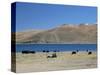 Yaks Graze by Yamdrok Lake Beside Old Lhasa-Shigatse Road, Tibet, China-Tony Waltham-Stretched Canvas