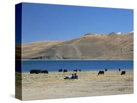 Yaks Graze by Yamdrok Lake Beside Old Lhasa-Shigatse Road, Tibet, China-Tony Waltham-Stretched Canvas