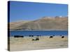 Yaks Graze by Yamdrok Lake Beside Old Lhasa-Shigatse Road, Tibet, China-Tony Waltham-Stretched Canvas