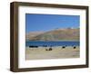 Yaks Graze by Yamdrok Lake Beside Old Lhasa-Shigatse Road, Tibet, China-Tony Waltham-Framed Photographic Print