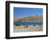 Yaks Graze by Yamdrok Lake Beside Old Lhasa-Shigatse Road, Tibet, China-Tony Waltham-Framed Photographic Print