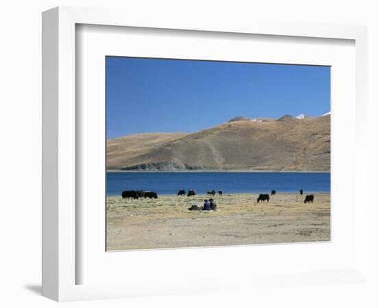 Yaks Graze by Yamdrok Lake Beside Old Lhasa-Shigatse Road, Tibet, China-Tony Waltham-Framed Photographic Print