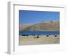 Yaks Graze by Yamdrok Lake Beside Old Lhasa-Shigatse Road, Tibet, China-Tony Waltham-Framed Photographic Print