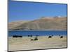 Yaks Graze by Yamdrok Lake Beside Old Lhasa-Shigatse Road, Tibet, China-Tony Waltham-Mounted Photographic Print