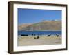 Yaks Graze by Yamdrok Lake Beside Old Lhasa-Shigatse Road, Tibet, China-Tony Waltham-Framed Photographic Print