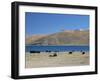 Yaks Graze by Yamdrok Lake Beside Old Lhasa-Shigatse Road, Tibet, China-Tony Waltham-Framed Photographic Print