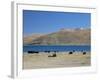 Yaks Graze by Yamdrok Lake Beside Old Lhasa-Shigatse Road, Tibet, China-Tony Waltham-Framed Photographic Print