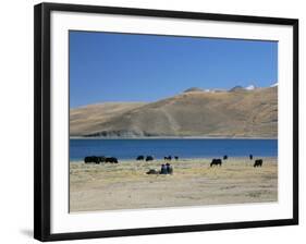 Yaks Graze by Yamdrok Lake Beside Old Lhasa-Shigatse Road, Tibet, China-Tony Waltham-Framed Photographic Print