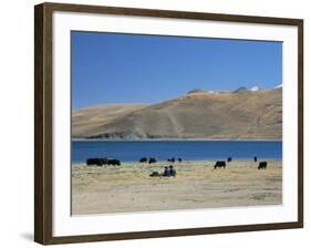 Yaks Graze by Yamdrok Lake Beside Old Lhasa-Shigatse Road, Tibet, China-Tony Waltham-Framed Photographic Print