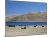 Yaks Graze by Yamdrok Lake Beside Old Lhasa-Shigatse Road, Tibet, China-Tony Waltham-Mounted Photographic Print