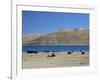 Yaks Graze by Yamdrok Lake Beside Old Lhasa-Shigatse Road, Tibet, China-Tony Waltham-Framed Photographic Print