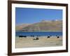 Yaks Graze by Yamdrok Lake Beside Old Lhasa-Shigatse Road, Tibet, China-Tony Waltham-Framed Photographic Print