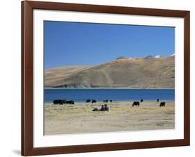 Yaks Graze by Yamdrok Lake Beside Old Lhasa-Shigatse Road, Tibet, China-Tony Waltham-Framed Photographic Print