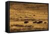 Yaks Grazing on the Vast Open Rangelands on the Edge of the Tibetan Plateau in Sichuan Province-Alex Treadway-Framed Stretched Canvas