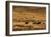 Yaks Grazing on the Vast Open Rangelands on the Edge of the Tibetan Plateau in Sichuan Province-Alex Treadway-Framed Photographic Print