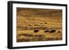 Yaks Grazing on the Vast Open Rangelands on the Edge of the Tibetan Plateau in Sichuan Province-Alex Treadway-Framed Photographic Print