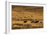 Yaks Grazing on the Vast Open Rangelands on the Edge of the Tibetan Plateau in Sichuan Province-Alex Treadway-Framed Photographic Print