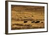 Yaks Grazing on the Vast Open Rangelands on the Edge of the Tibetan Plateau in Sichuan Province-Alex Treadway-Framed Photographic Print