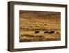 Yaks Grazing on the Vast Open Rangelands on the Edge of the Tibetan Plateau in Sichuan Province-Alex Treadway-Framed Photographic Print