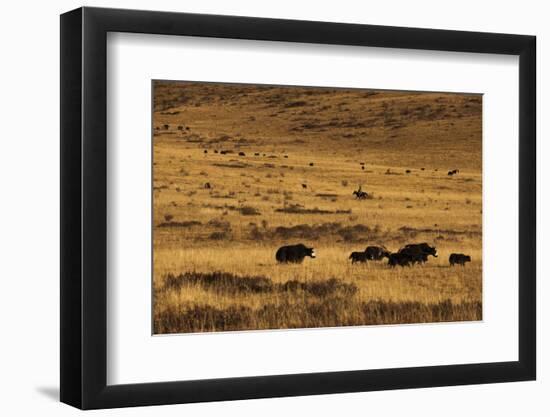 Yaks Grazing on the Vast Open Rangelands on the Edge of the Tibetan Plateau in Sichuan Province-Alex Treadway-Framed Photographic Print