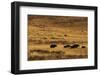 Yaks Grazing on the Vast Open Rangelands on the Edge of the Tibetan Plateau in Sichuan Province-Alex Treadway-Framed Photographic Print