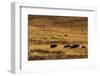 Yaks Grazing on the Vast Open Rangelands on the Edge of the Tibetan Plateau in Sichuan Province-Alex Treadway-Framed Photographic Print