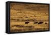 Yaks Grazing on the Vast Open Rangelands on the Edge of the Tibetan Plateau in Sichuan Province-Alex Treadway-Framed Stretched Canvas