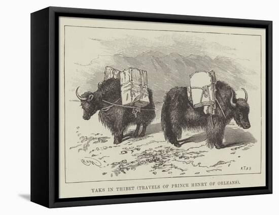 Yaks in Thibet, Travels of Prince Henry of Orleans-null-Framed Stretched Canvas