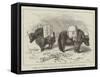 Yaks in Thibet, Travels of Prince Henry of Orleans-null-Framed Stretched Canvas