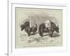 Yaks in Thibet, Travels of Prince Henry of Orleans-null-Framed Giclee Print