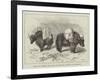 Yaks in Thibet, Travels of Prince Henry of Orleans-null-Framed Giclee Print