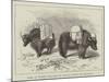 Yaks in Thibet, Travels of Prince Henry of Orleans-null-Mounted Giclee Print