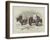 Yaks in Thibet, Travels of Prince Henry of Orleans-null-Framed Giclee Print