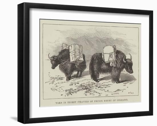 Yaks in Thibet, Travels of Prince Henry of Orleans-null-Framed Giclee Print