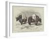 Yaks in Thibet, Travels of Prince Henry of Orleans-null-Framed Giclee Print