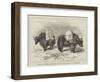 Yaks in Thibet, Travels of Prince Henry of Orleans-null-Framed Giclee Print